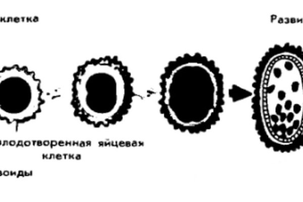 Кракен сайт 2krnk cc