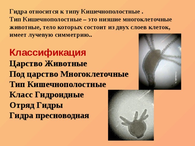 Kraken ссылка kraken link24 info